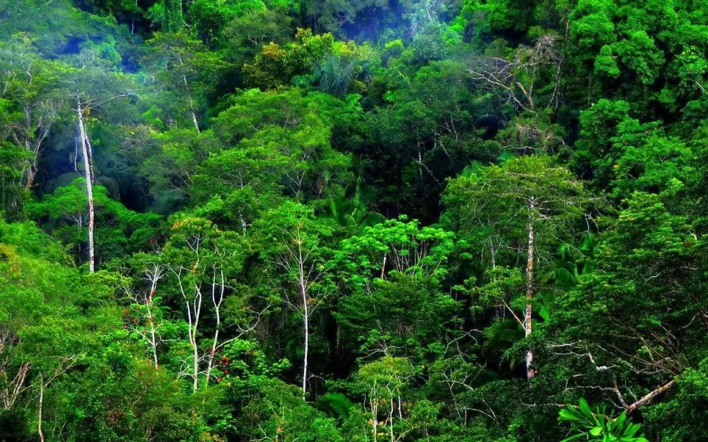 Kenapa 7 Agustus Jadi Hari Hutan Indonesia? Begini Sejarah dan Pesannya
