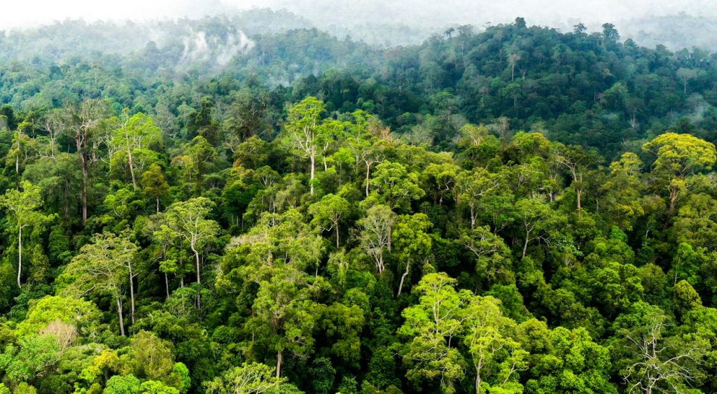 Kenapa 7 Agustus Jadi Hari Hutan Indonesia? Begini Sejarah dan Pesannya