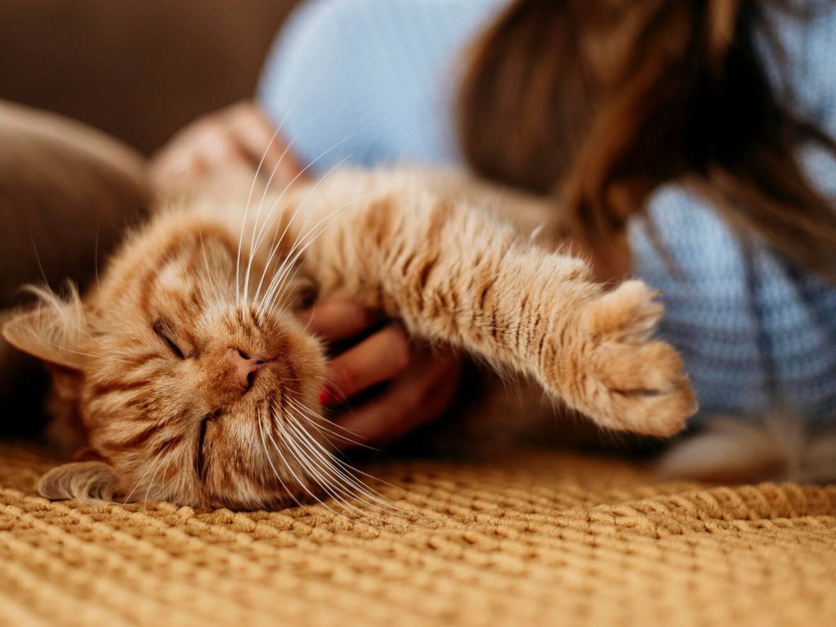 Manfaat Memelihara Kucing Bagi Kesehatan dan Kehidupan