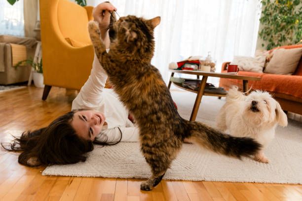 Cara Merawat Kucing agar Sehat, Bahagia, dan Panjang Umur