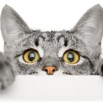 30 Fakta Unik Kucing yang Jarang Orang Ketahui
