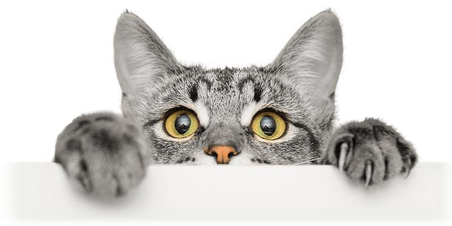 30 Fakta Unik Kucing yang Jarang Orang Ketahui