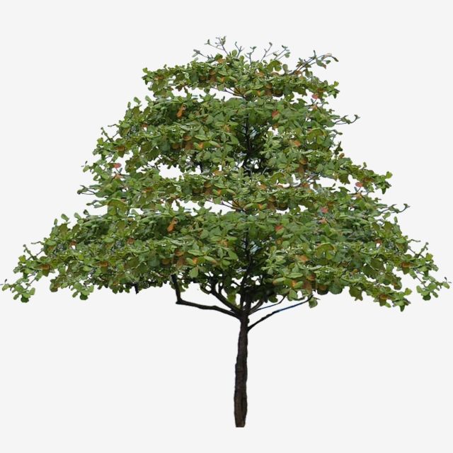 10 Tanaman Hias Depan Rumah yang Bikin Tampilan Makin Segar