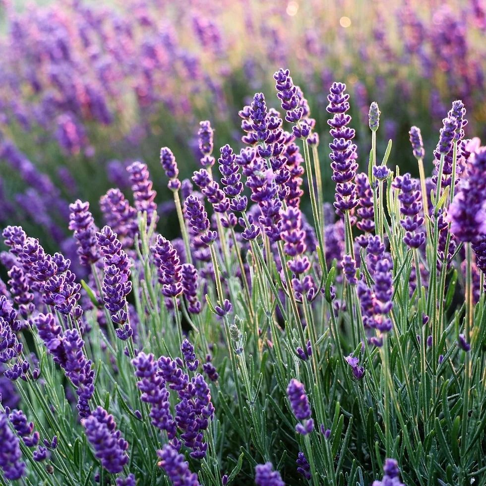 10 Tanaman Hias Depan Rumah yang Bikin Tampilan Makin Segar