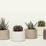 10 Tanaman Hias Depan Rumah yang Bikin Tampilan Makin Segar