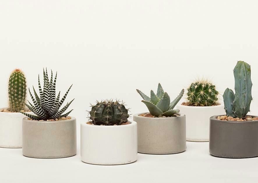 10 Tanaman Hias Depan Rumah yang Bikin Tampilan Makin Segar