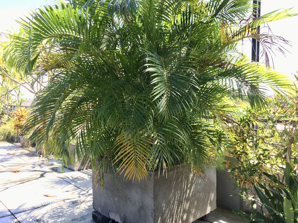 10 Tanaman Hias Depan Rumah yang Bikin Tampilan Makin Segar