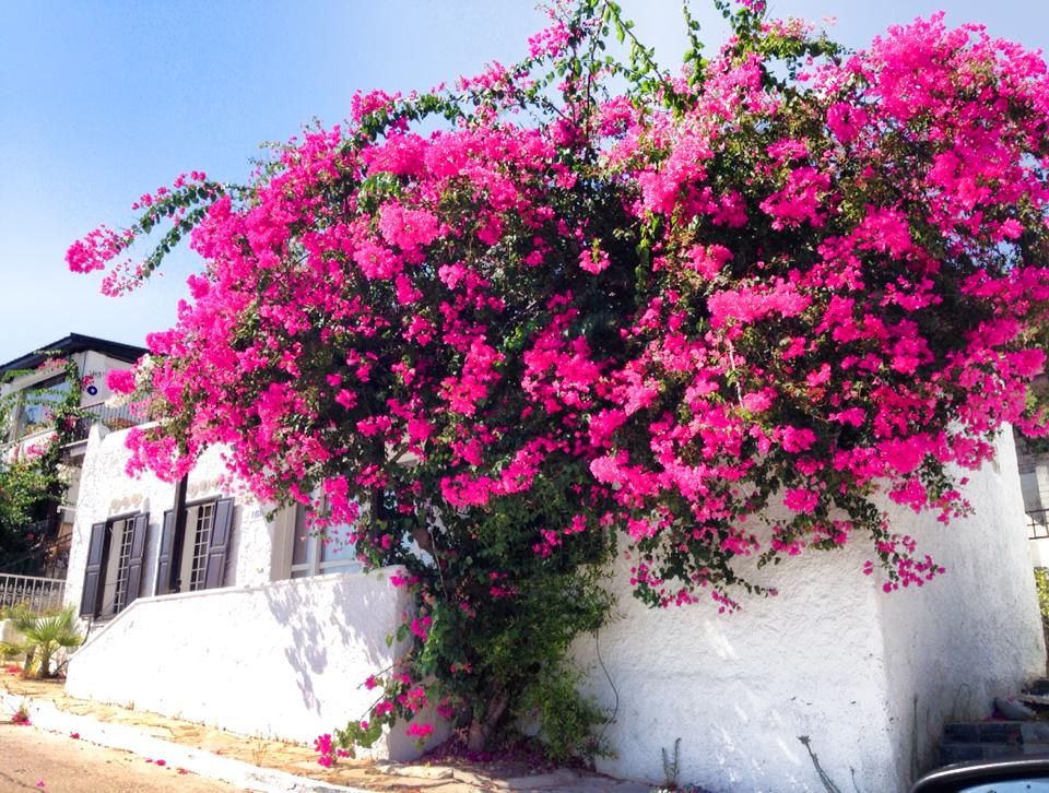 10 Tanaman Hias Depan Rumah yang Bikin Tampilan Makin Segar