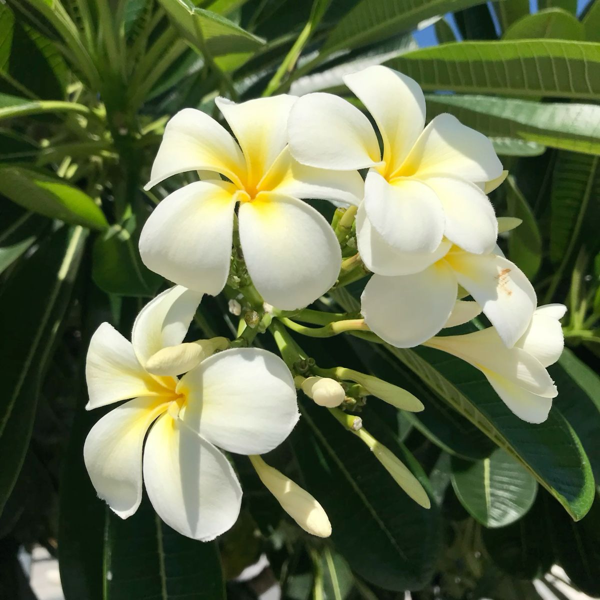 10 Tanaman Hias Depan Rumah yang Bikin Tampilan Makin Segar