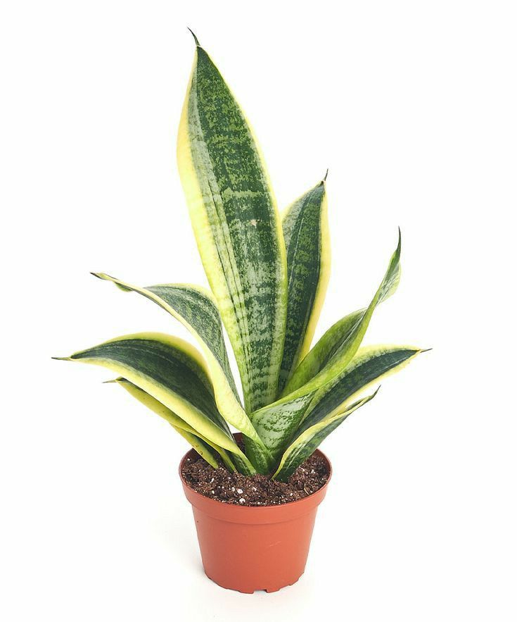 10 Tanaman Penyerap Panas yang Bikin Rumah Adem Alami