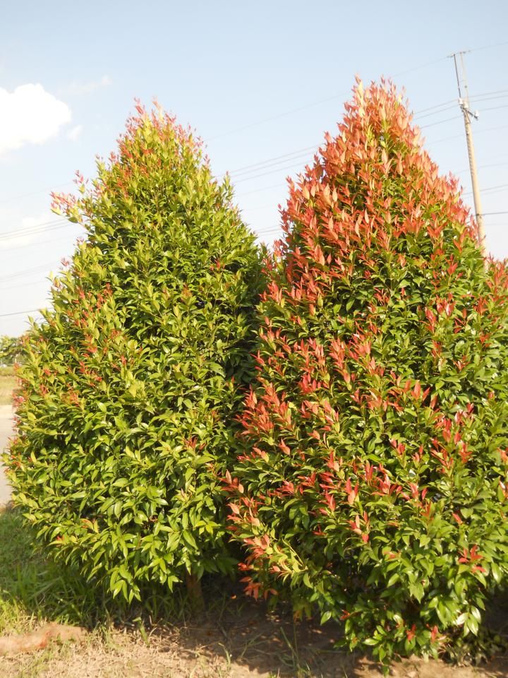 10 Tanaman Penyerap Panas yang Bikin Rumah Adem Alami