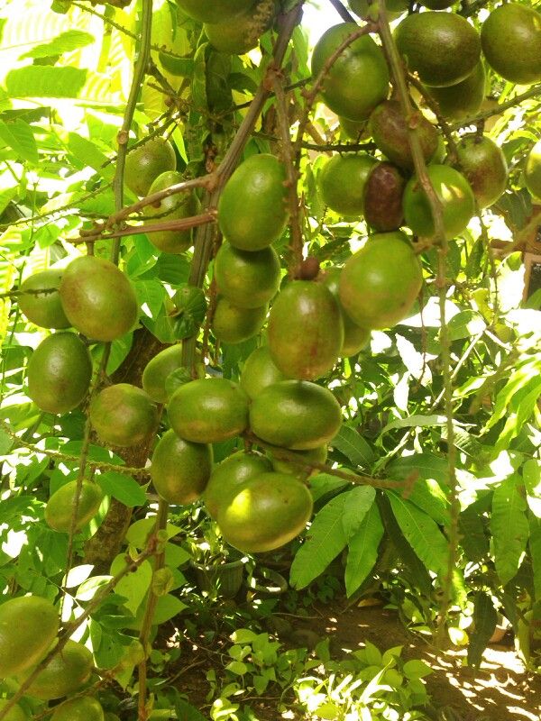 11 Manfaat Buah Matoa yang Jarang Diketahui Orang