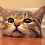 Ciri Ciri Kucing Stres dan Tips Mengatasinya dengan Benar