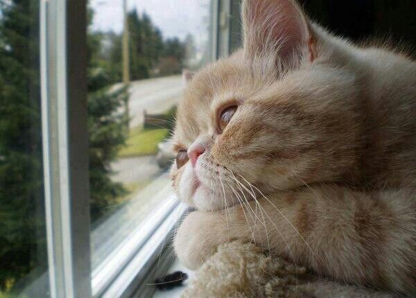 Ciri Ciri Kucing Stres dan Tips Mengatasinya dengan Benar