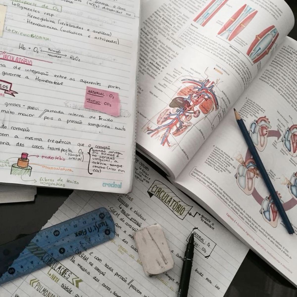 Kisi-Kisi, Materi & 20 Soal TKA Biologi SMA 2025 Lengkap