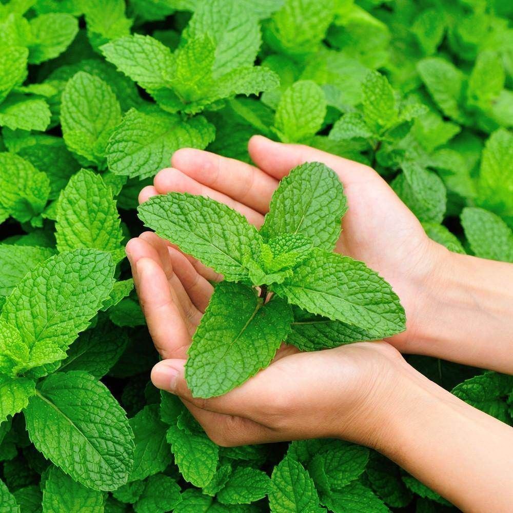 Manfaat Daun Mint Rahasia Segar untuk Tubuh dan Pikiran