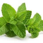 Manfaat Daun Mint Rahasia Segar untuk Tubuh dan Pikiran