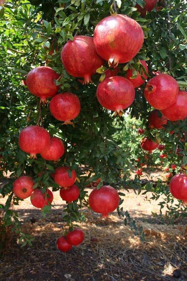 10 Manfaat Buah Delima untuk Kesehatan & Kecantikan