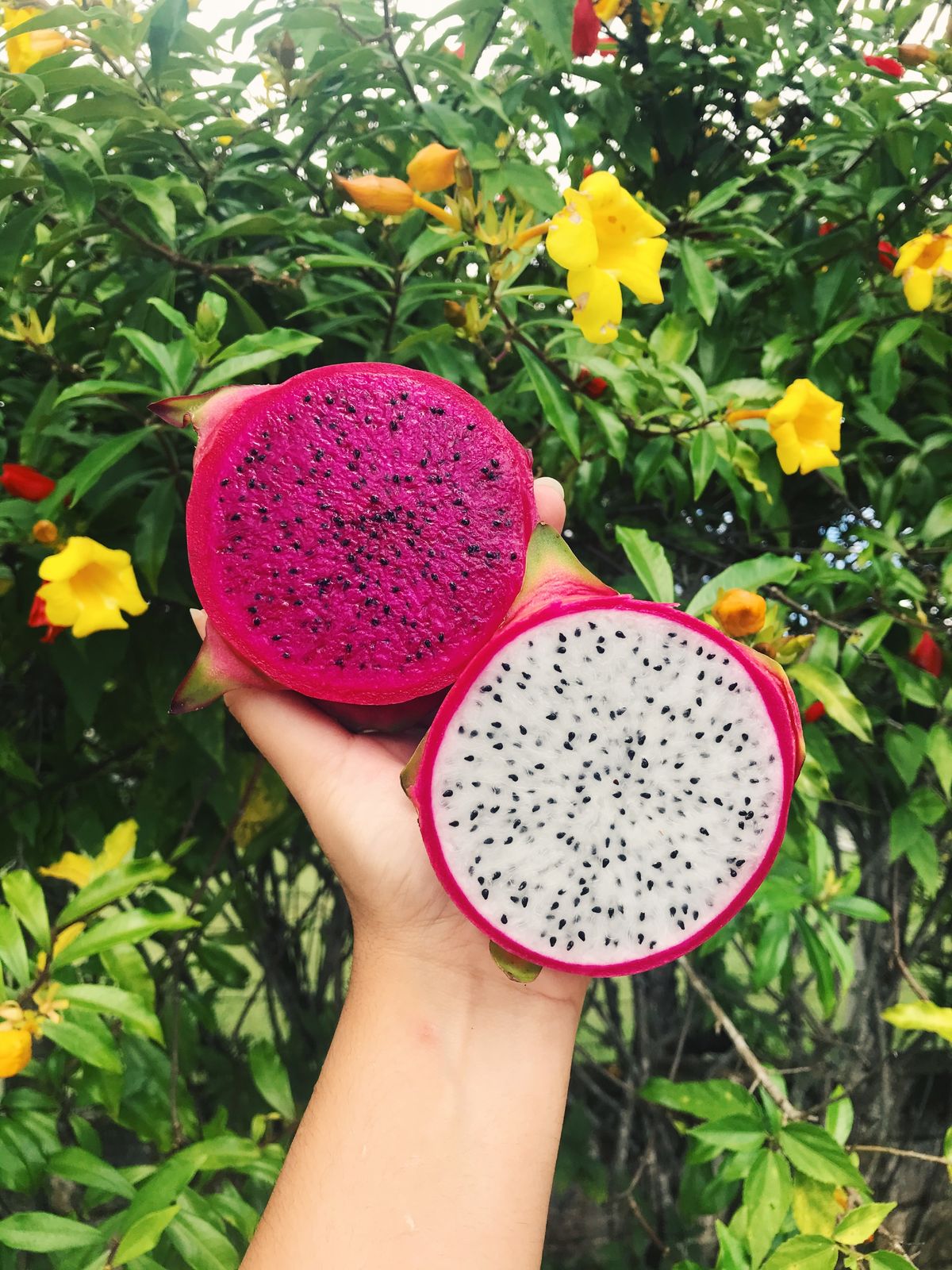 10 Manfaat Buah Naga untuk Kesehatan dan Kecantikan