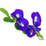 Manfaat Bunga Telang Khasiat Kesehatan dan Kecantikan