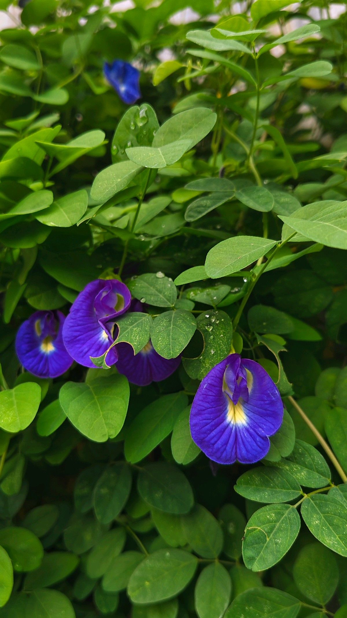 Manfaat Bunga Telang Khasiat Kesehatan dan Kecantikan
