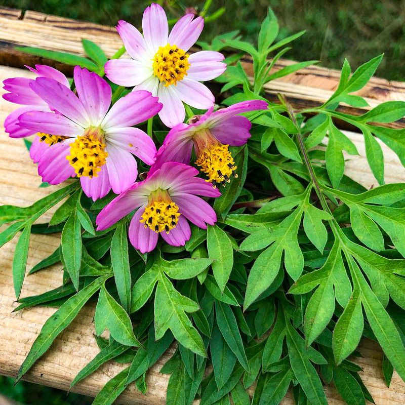 Manfaat Daun Kenikir Khasiat, Asal Usul, dan Cara Konsumsinya