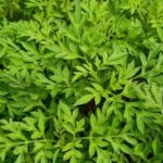 Manfaat Daun Kenikir Khasiat, Asal Usul, dan Cara Konsumsinya