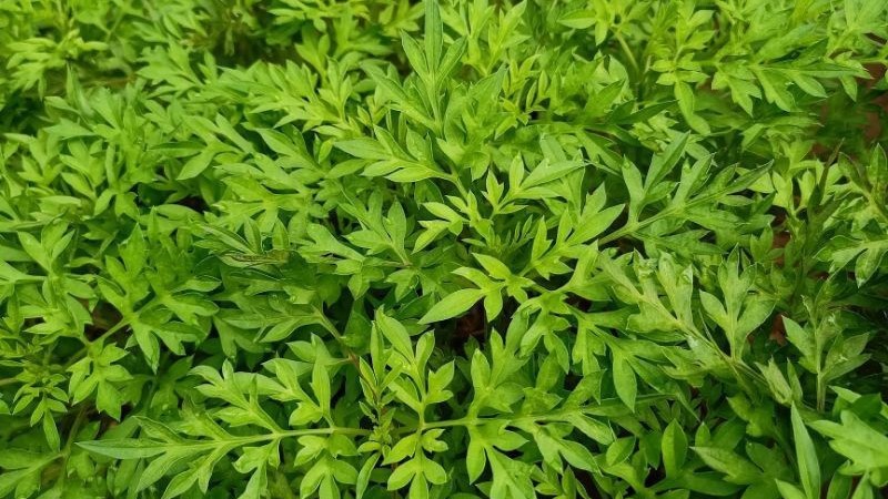 Manfaat Daun Kenikir Khasiat, Asal Usul, dan Cara Konsumsinya