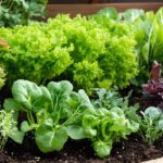 10 Sayuran Daun Cepat Panen yang Mudah Ditanam di Rumah