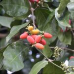 12 Manfaat Daun Melinjo untuk Kesehatan yang Jarang Diketahui