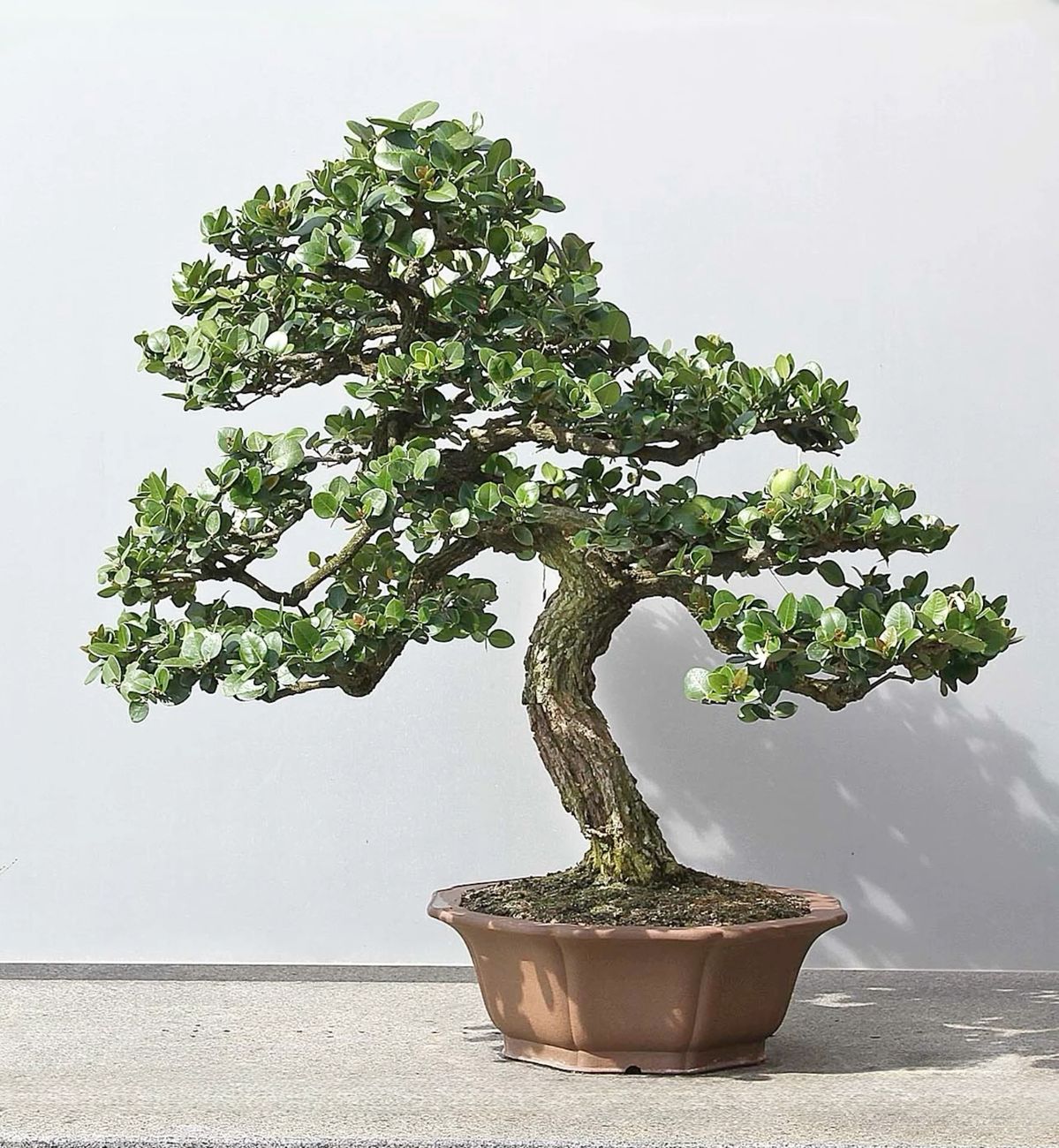 6 Tanaman Pembawa Sial yang Dipercaya Bikin Energi Negatif