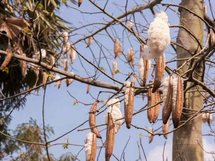 6 Tanaman Pembawa Sial yang Dipercaya Bikin Energi Negatif