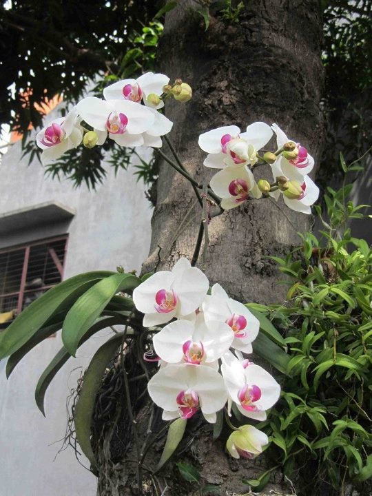 6 Tanaman Pembawa Sial yang Dipercaya Bikin Energi Negatif