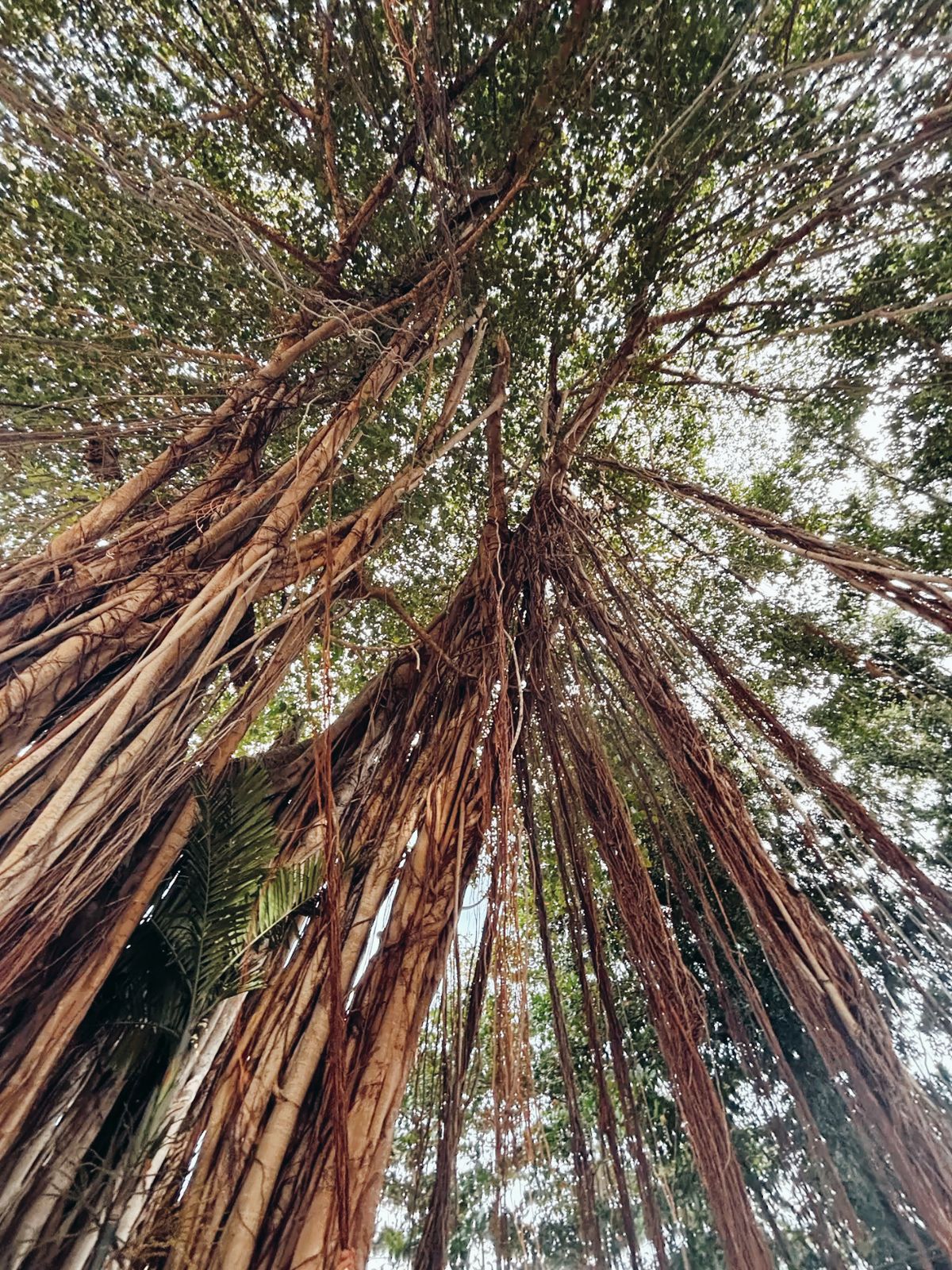 6 Tanaman Pembawa Sial yang Dipercaya Bikin Energi Negatif