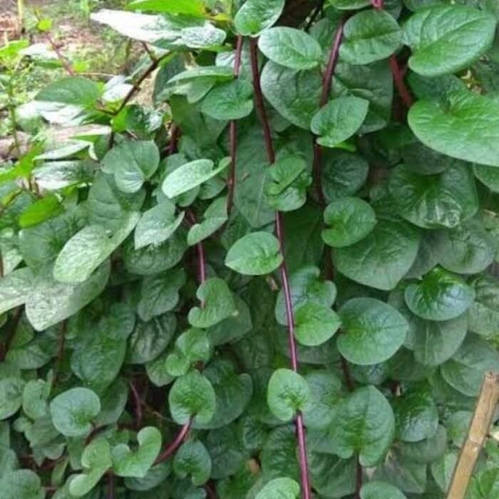 7 Manfaat Daun Binahong untuk Kesehatan dan Cara Konsumsinya