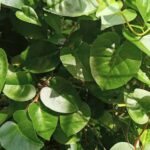 7 Manfaat Daun Binahong untuk Kesehatan dan Cara Konsumsinya