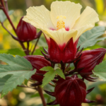 Manfaat Daun Rosella untuk Kesehatan dan Cara Konsumsinya