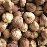 Manfaat Kapulaga untuk Kesehatan yang Jarang Diketahui