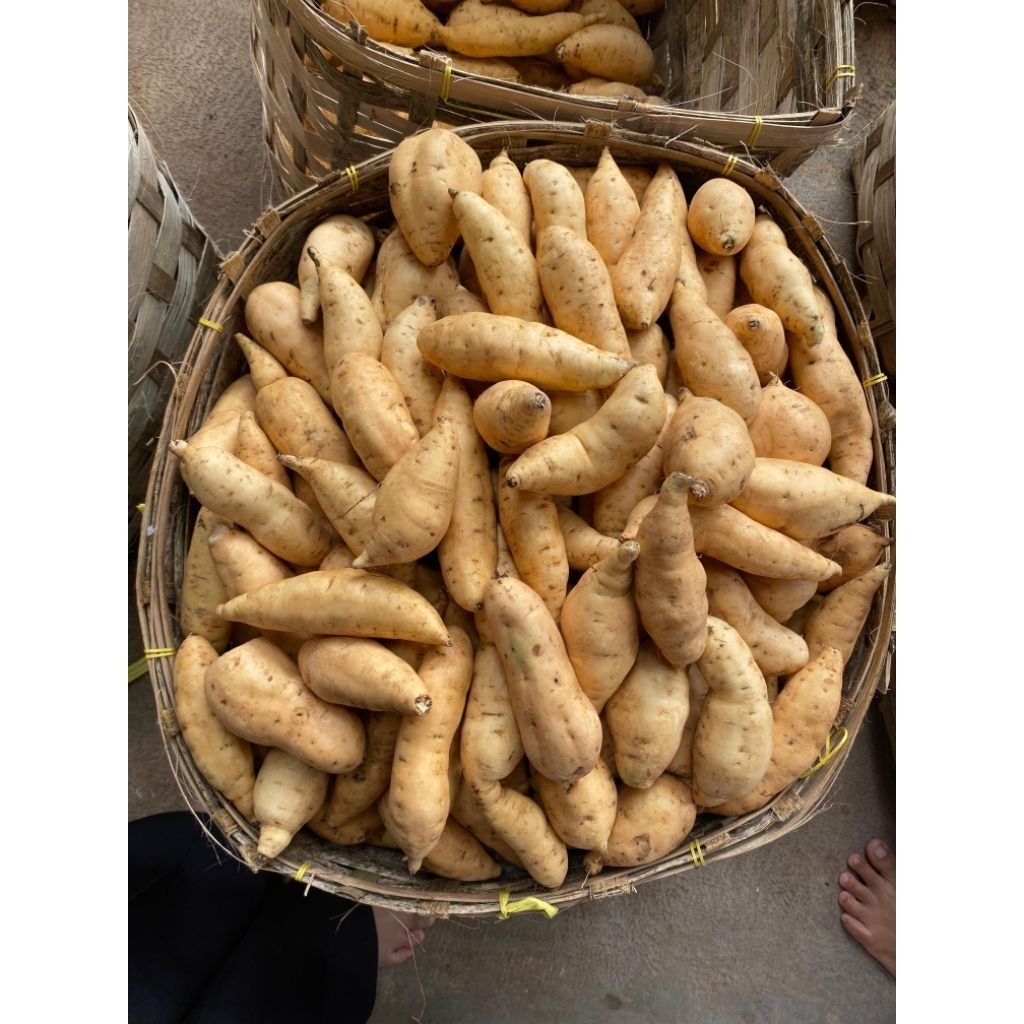 Manfaat Ubi Cilembu yang Jarang Dibahas