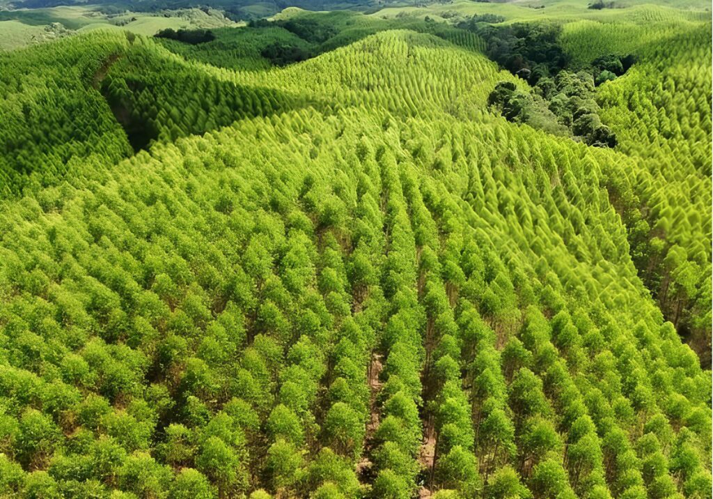 PT Toba Pulp Lestari Tbk Apa Itu, Bergerak di Bidang Apa, dan Siapa Pemiliknya
