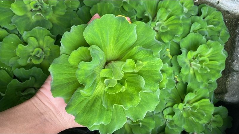 6 Tanaman Air Terbaik untuk Kolam Ikan di Rumah