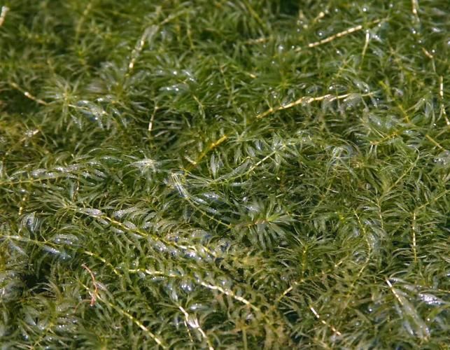 6 Tanaman Air Terbaik untuk Kolam Ikan di Rumah