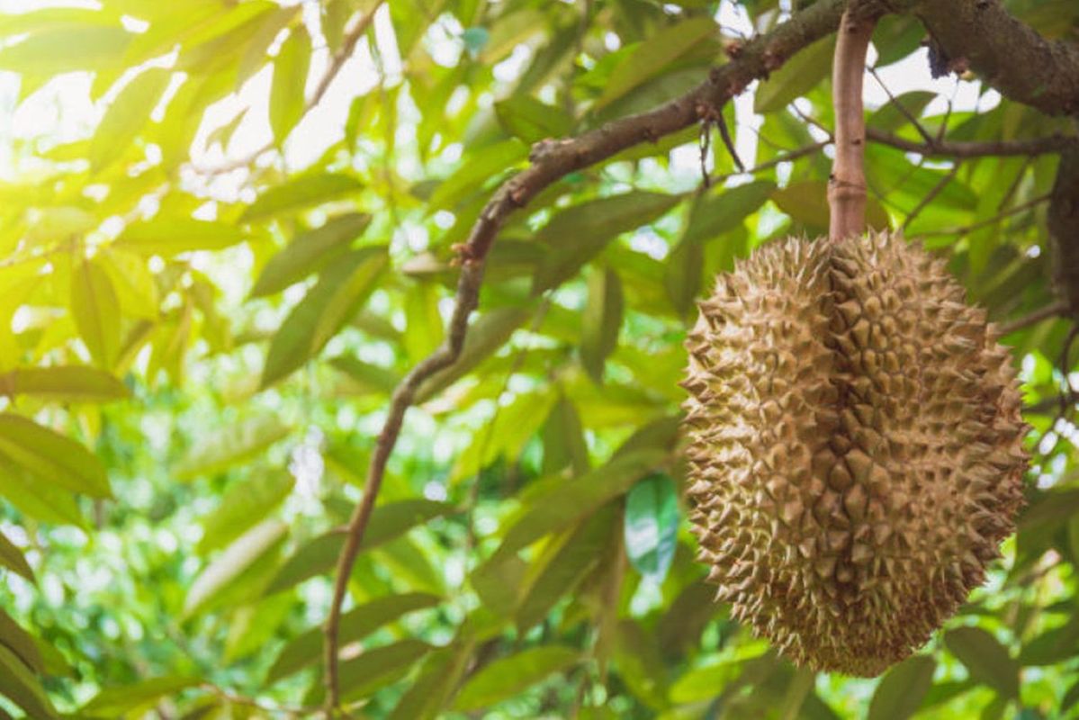 Manfaat Buah Durian untuk Kesehatan dan Asal Usulnya