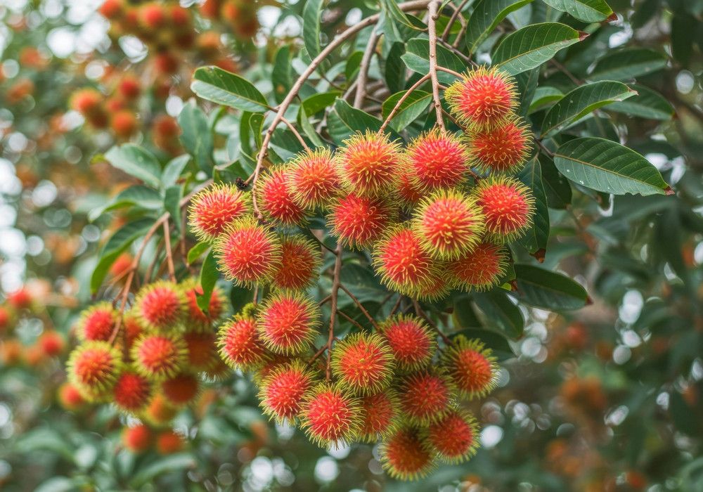 Manfaat Buah Rambutan yang Jarang Diketahui untuk Kesehatan