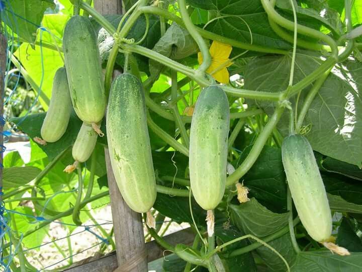 Manfaat Mentimun untuk Kesehatan dan Kecantikan Alami