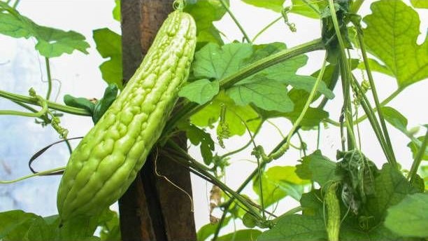 Manfaat Pare untuk Kesehatan, Asal Usul, dan Cara Konsumsi