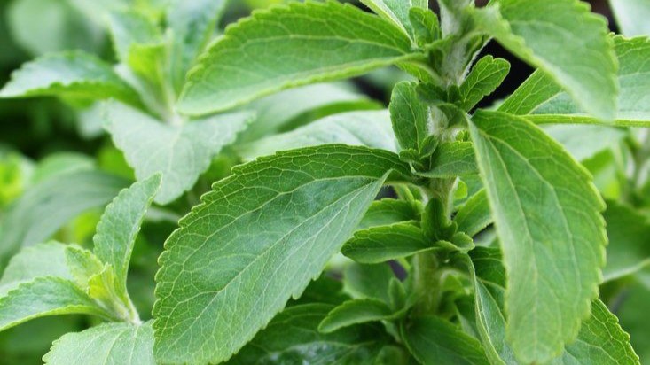 Manfaat Stevia Pemanis Alami Sehat Pengganti Gula