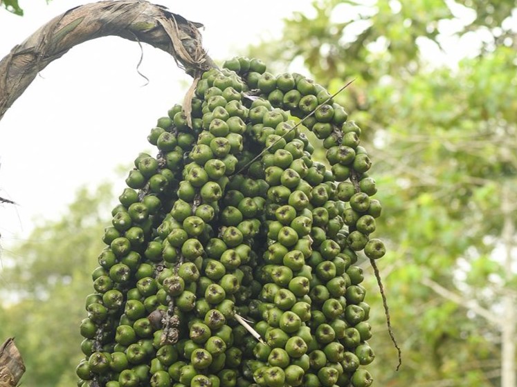 10 Manfaat Kolang Kaling untuk Kesehatan Tubuh