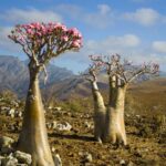 8 Jenis Adenium Paling Populer untuk Koleksi di Rumah