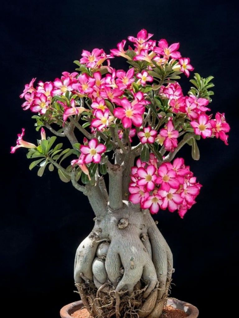 8 Jenis Adenium Paling Populer untuk Koleksi di Rumah